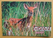 Wild fauna of Indiana, White-tail Deer Fawn. (Odocoileus Virginianus)