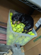 100 Used Tennis Balls For Dog Baseball Practice