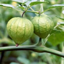 (20) GRANDE RIO VERDE Tomatillo Seeds Husk Tomato Salsa plants