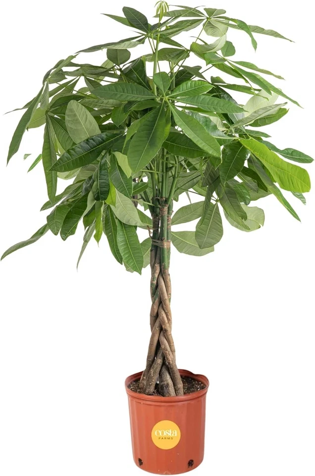 Elegant Live Money Tree, Large 3-4 Feet Indoor Plant for Home Décor & Air Pur... - Image 3 of 4