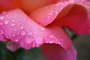 raindropsonroses1 | eBay Stores