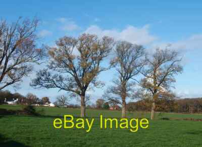 Photo 6x4 Rhes of goed derw / A row of oak trees This row of oaks appears c2009