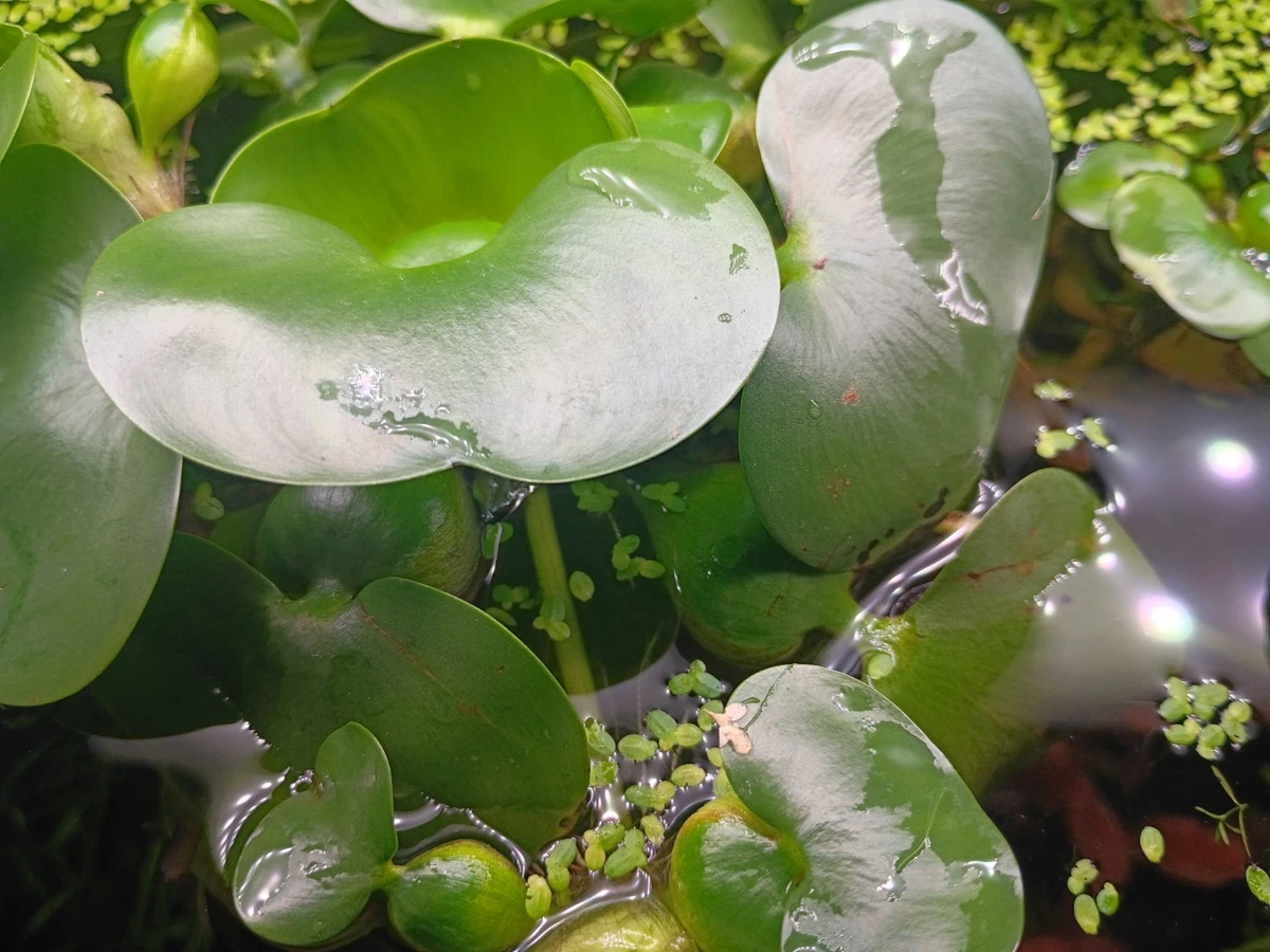 凤眼蓝水草| eBay