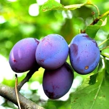 6 Organic Blue Damson Plum Stratified Fruit Tree Seeds Pits From 2025 Perennial