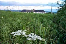 Photo 6x4 Bishopsteignton field Ashwell/SX8974 An unspecified leguminous c2005