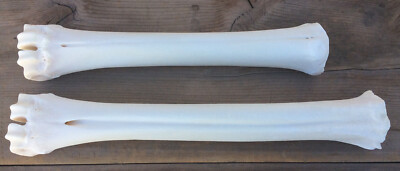 2 Elk Leg Bones Metatarsal Metacarpal Cannon Bone