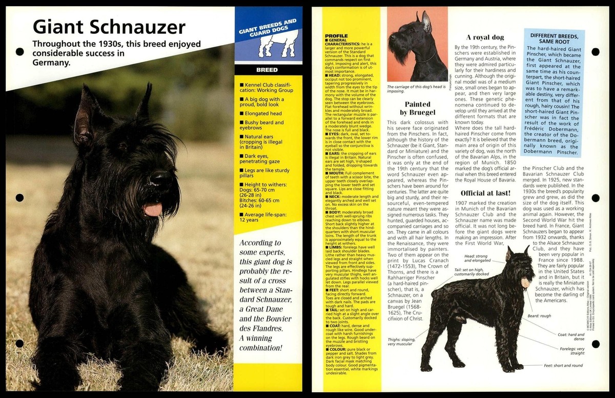 Giant Schnauzer Breed Dogs Of The World Atlas Fact File Card