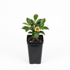 Banana Shrub Magnolia figo Live Plant 4" Pot Fragrant Flower