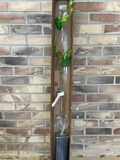 Persian Lime (BUDDED) 4 Ft. With Pot Full Of Healthy Roots