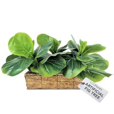 15 Inch Fiddle Leaf Fig Tree in Woven Basket - Low Maintenance Indoor & Outdo...