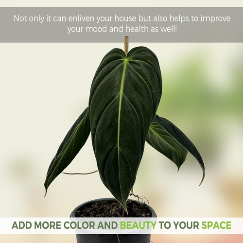 Philodendron Melanochrysum Pack of 2 | Live Green Indoor House Plant - Picture 4 of 7
