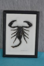 Riesiger Skorpion Palamnersus hinter Glas im Rahmen