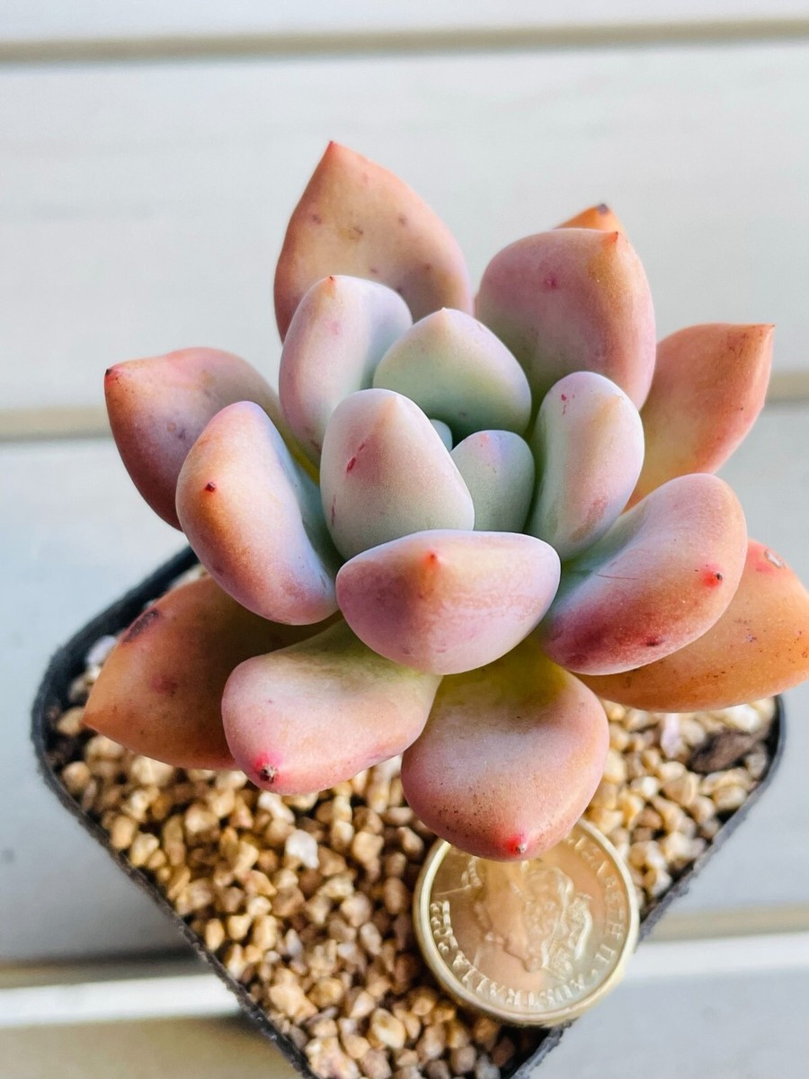Graptoveria Opalina Beautiful Live Succulent Pink