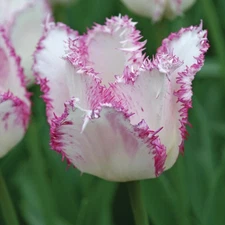 White with Purple Tulip, Aria Card, Pack of 24 Top Size Bulbs