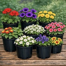Garden Ready Bedding Plants Assortment 24 Mixed Varieties Pots, Borders & Basket