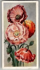 1939 Godfrey Phillips Flowers: Annuals Tobacco Card #33 Poppies (Double Shirley)