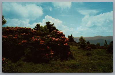 Roan Mountain World's Largest Rhododendron Garden NC TN Mt. Mitchell