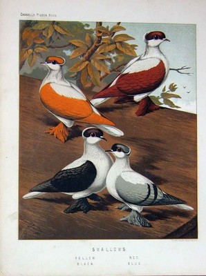 Alter antiker Druck 1874 Taubenschwalben gelb schwarz rot blau Vögel Farbe 19.