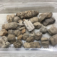 Mud Dauber Nest Specimens Education Natural Crafts Abandoned Taxidermy Display
