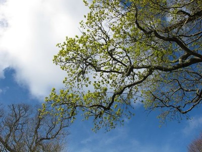 Photo A3 Young oak leaves, Trelissick  Trelissick/SW8339 After a few fi c2016