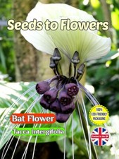 BAT FLOWER - TACCA INTERGIFOLIA - TROPICAL - COMPOSTABLE PACKET -10 BEST SEEDS 