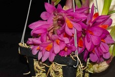 Dendrobium Hibiki  Pink Passion  AM/AOS bracteosum x laevifolium , in flower