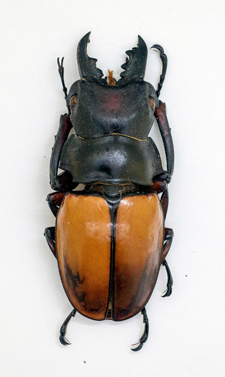 Lucanidae Beetle -Odontolabis femoralis waterstradti (m) 61mm