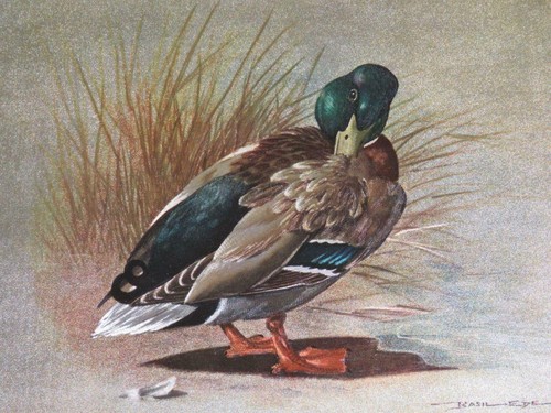 Vintage Basil Ede Foil Print, Framed - Mallard Drake Preening - Duck Art Print - Picture 4 of 12