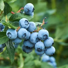 1 - TIFBLUE BLUEBERRY - Healthy Live Plant - Grows Best in Southern Regions