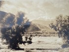 Vtg STEPHEN WILLARD Orig Photograph #1145 Joshua Trees Mountain Desert 9.5x11.25 — photo 3