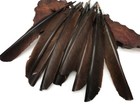 6 Pieces - Brown Turkey Pointer Primary Wing Quill Feather Halloween ...