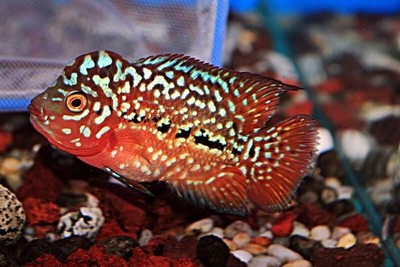 Mini Kamfa F2 Flowerhorn 2.5-3 inches high quality live cichlid fish exotic
