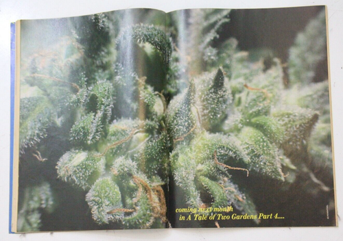 High Times Magazine May 1989 Abbie Hoffman Jamaica Swamp Thing Locklear WS661 - Picture 6 of 12