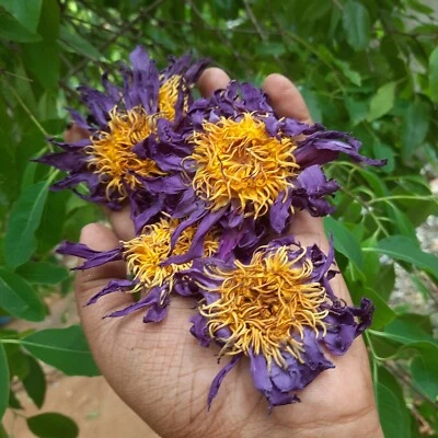 Dried BLUE LOTUS Nymphaea Caerulea Organic Herbal Hand Pick Pure Flower 10g-10kg