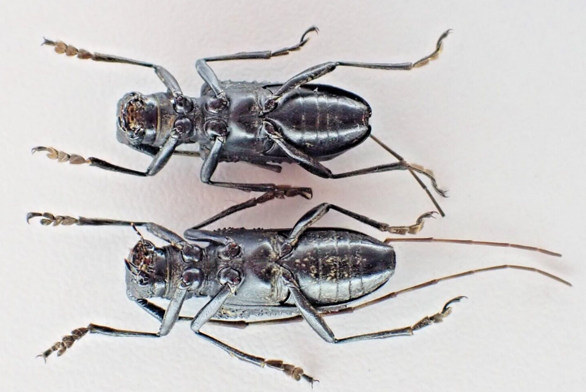 j81139. Insects, Cerambycidae sp. Vietnam, Ha Giang. A- | eBay