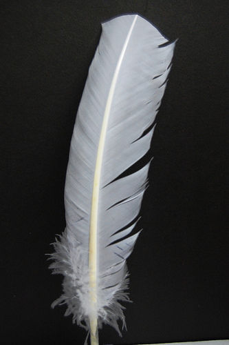 PLUMAS DE PAVO 10-12" Plumas teñidas 13 Colores a Elegir Indio/Halloween/Costume - Imagen 14 de 20
