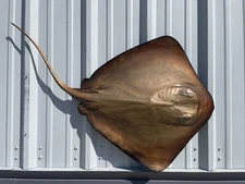 46" Southern Stingray Half Mount - In Stock & Ready to Ship