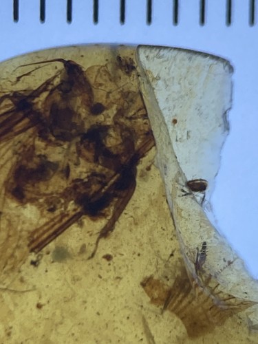 2 Large Ancient Cockroach, Clear Roach Fossil In Genuine Burmite Amber, 98MYO - Picture 5 of 9