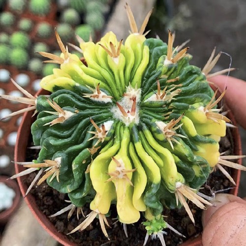 3-7CM Succulent Cactus Plant Stenocactus Multicostatus Cactaceae Beautiful Plant - Picture 32 of 36