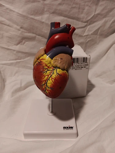 Axis Scientific Heart Model 2-Part Deluxe Life Size Human Heart Replica  Display