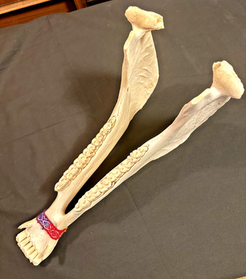 15'' Quijada Rattle (Donkey Jawbone) - NEW / UNUSED