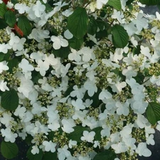 Viburnum Doublefile Steady Eddy Garden Live Plant Proven Winners 4" Pot