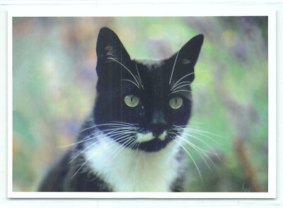 1 AK Postkarte Katze ''Strenger Blick'' - Bildagentur Geduldig z