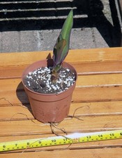 Eucomis comosa. Dark form. 6in high. 12cm pot. Young plant.