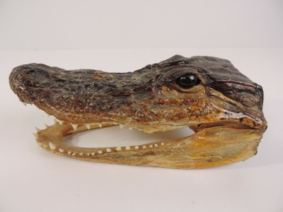 gator shoes with eyes and teeth