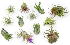 12 Pack Ionantha Air Plants-Wholesale Bulk, Tillandsia, Easy Care Indoor/Outdoor