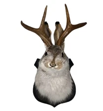 YXMKJOS Jackalope, Jackalope Mount, Deer Head Wall Mount, Resin Deer Head Animal