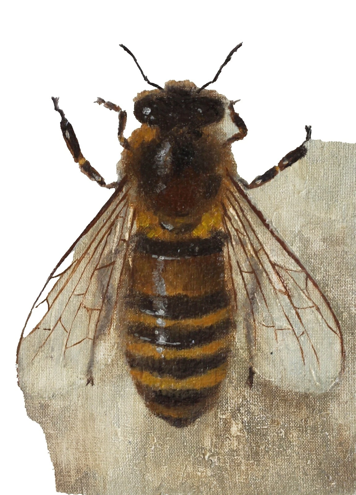 Realismo insectos Arte Pinturas