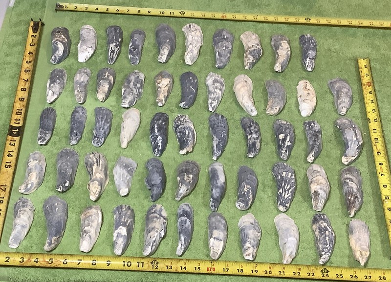 Lot of  64  Atlantic Oyster Slipper  Shells 4 To 5 1/4  Inch Long Crafts