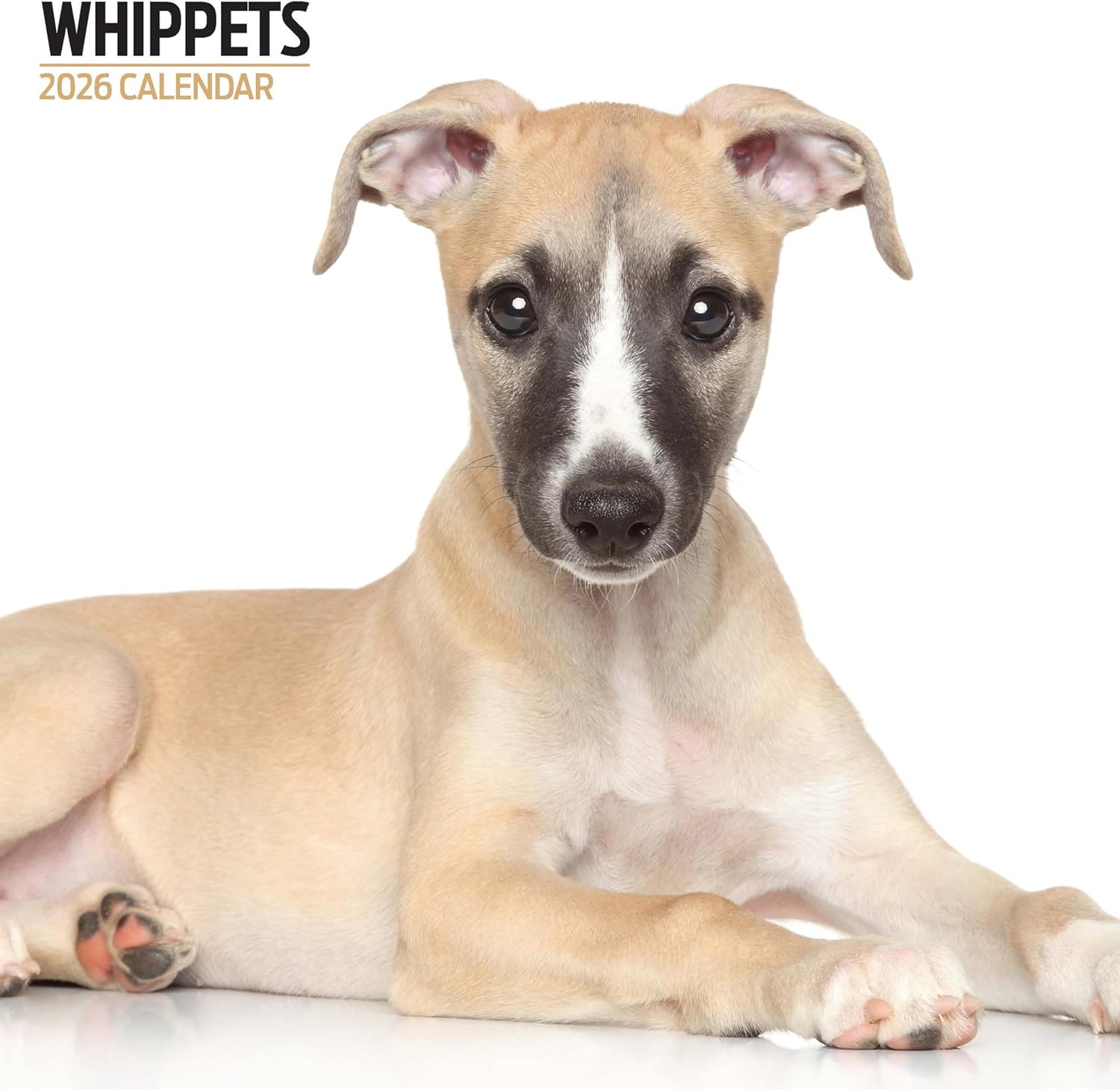 Whippets 2026 Modern Calendar